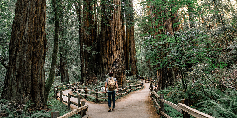 Hiker stands in front of giant tree with two trails ahead.